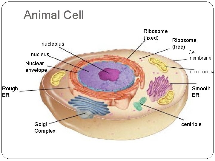 Animal Cell Section 7 -2 nucleolus nucleus Nuclear envelope Rough ER Cell membrane mitochondria