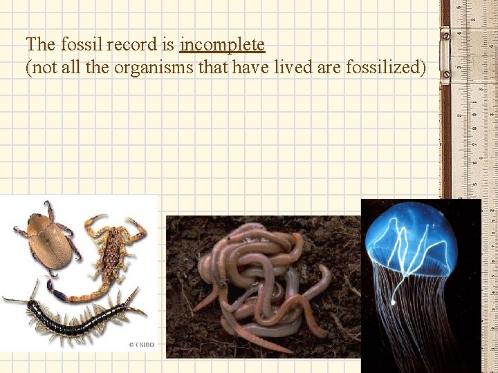 The fossil record is incomplete (not all the organisms that have lived are fossilized)