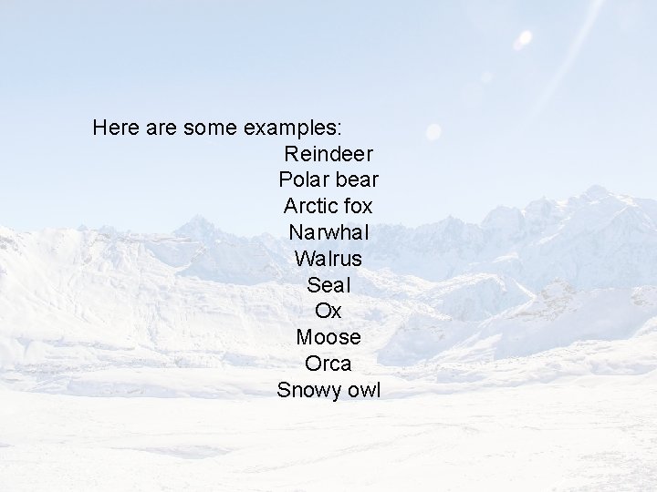 Here are some examples: Reindeer Polar bear Arctic fox Narwhal Walrus Seal Ox Moose