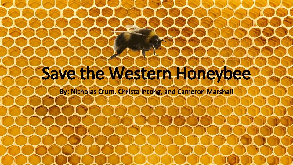 Save the Western Honeybee By: Nicholas Crum, Christa Intong, and Cameron Marshall 