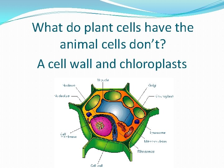 What do plant cells have the animal cells don’t? A cell wall and chloroplasts