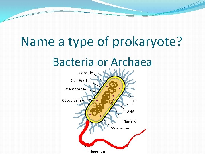 Name a type of prokaryote? Bacteria or Archaea 