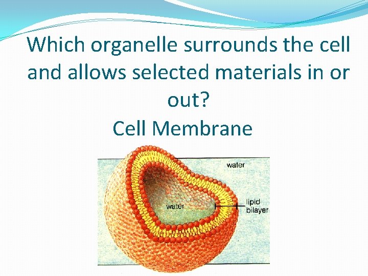 Which organelle surrounds the cell and allows selected materials in or out? Cell Membrane
