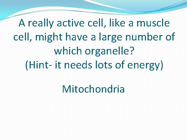 A really active cell, like a muscle cell, might have a large number of
