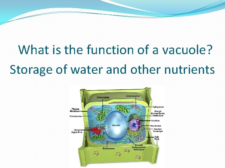 What is the function of a vacuole? Storage of water and other nutrients 