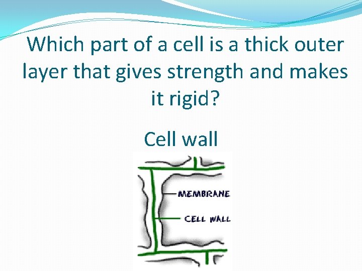 Which part of a cell is a thick outer layer that gives strength and