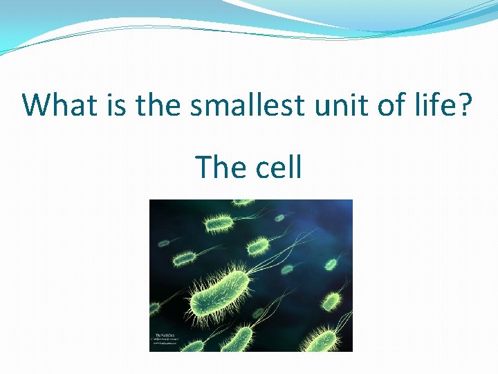 What is the smallest unit of life? The cell 