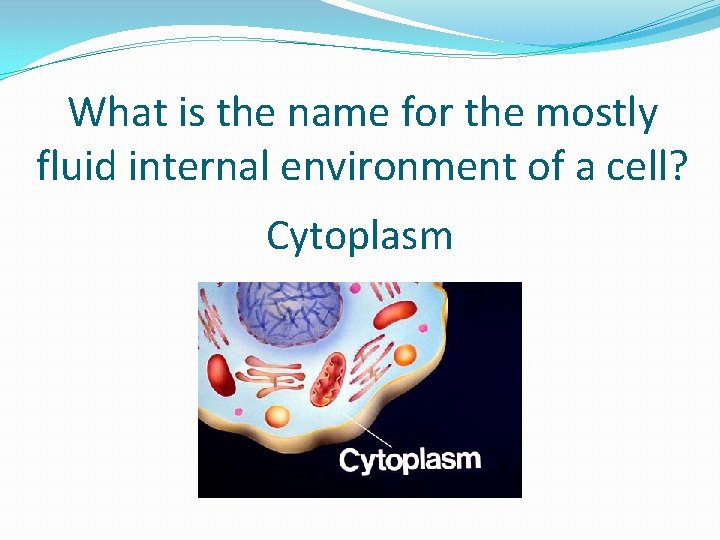 What is the name for the mostly fluid internal environment of a cell? Cytoplasm