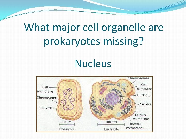 What major cell organelle are prokaryotes missing? Nucleus 