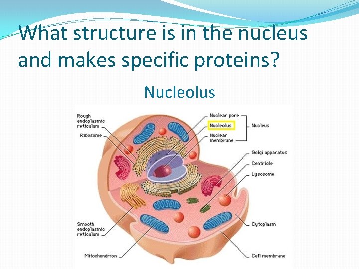 What structure is in the nucleus and makes specific proteins? Nucleolus 