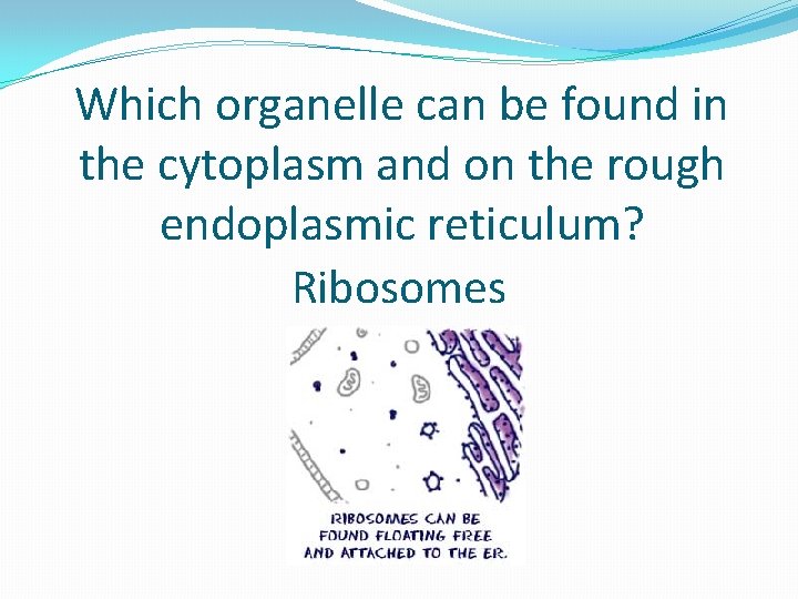 Which organelle can be found in the cytoplasm and on the rough endoplasmic reticulum?