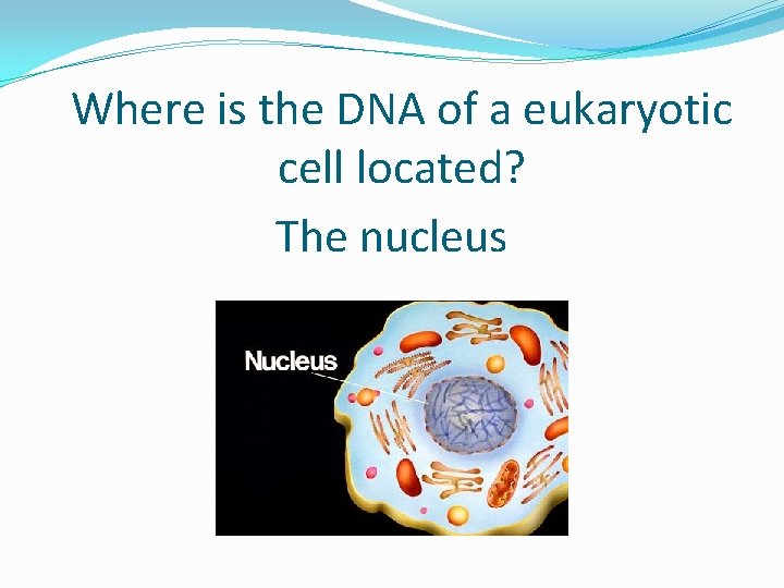 Where is the DNA of a eukaryotic cell located? The nucleus 