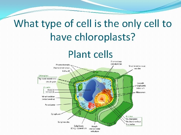 What type of cell is the only cell to have chloroplasts? Plant cells 
