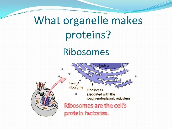 What organelle makes proteins? Ribosomes 