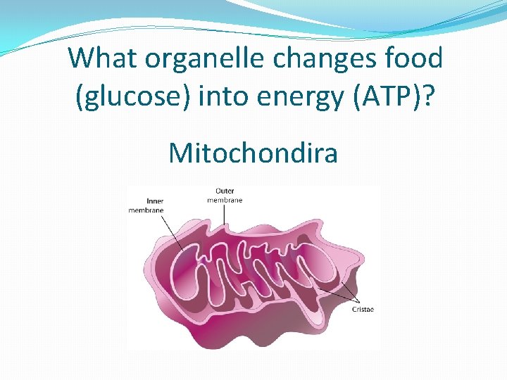 What organelle changes food (glucose) into energy (ATP)? Mitochondira 