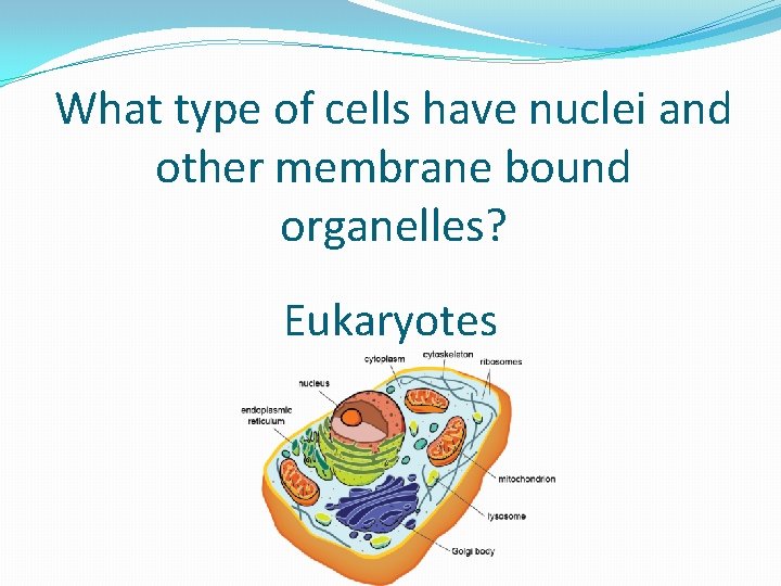 What type of cells have nuclei and other membrane bound organelles? Eukaryotes 