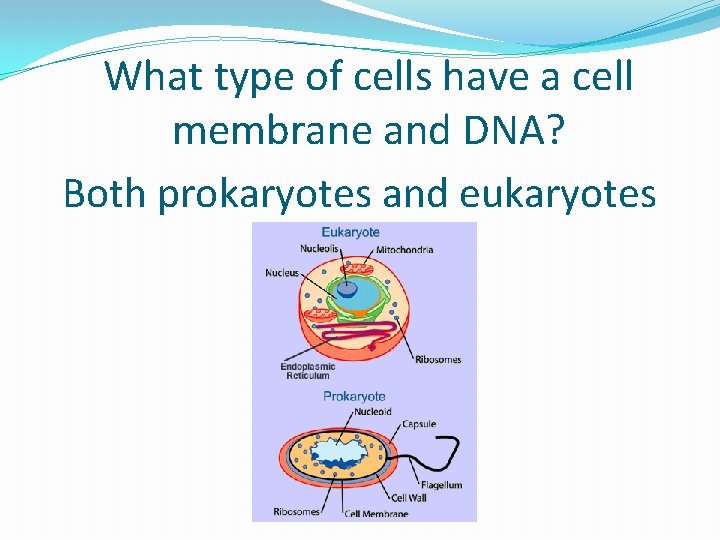 What type of cells have a cell membrane and DNA? Both prokaryotes and eukaryotes