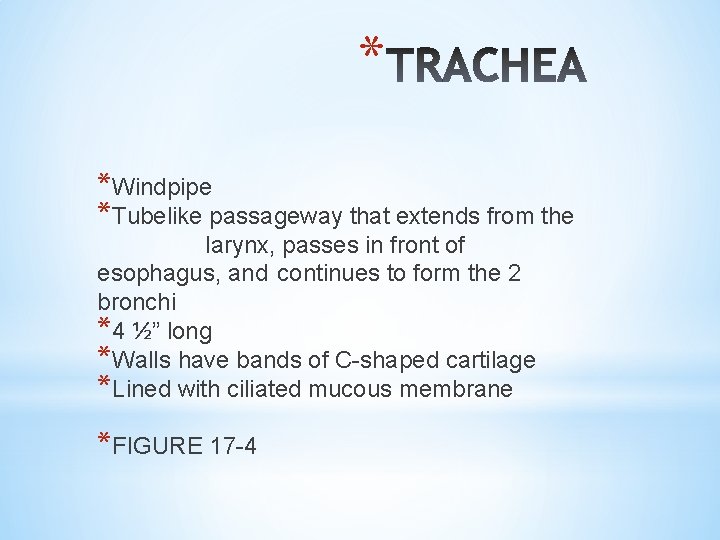 * *Windpipe *Tubelike passageway that extends from the larynx, passes in front of esophagus,