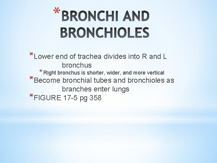 * *Lower end of trachea divides into R and L bronchus * Right bronchus