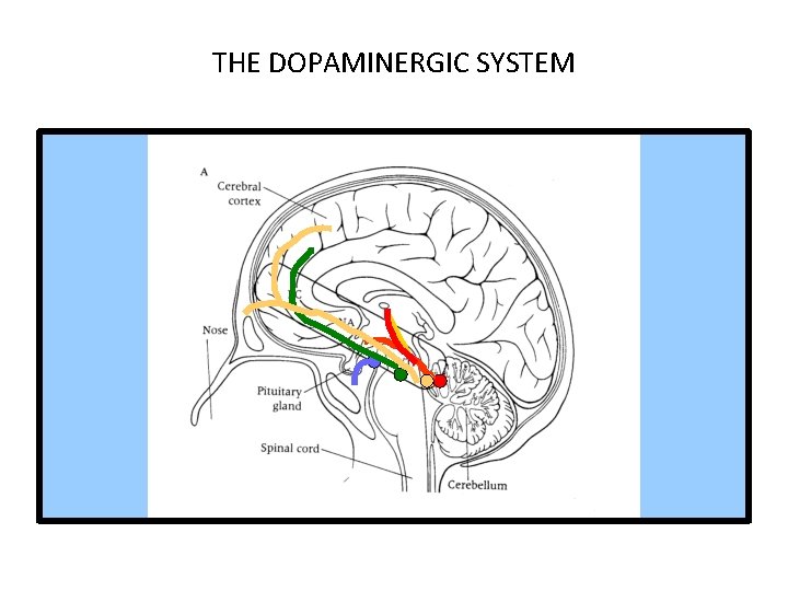 THE DOPAMINERGIC SYSTEM 