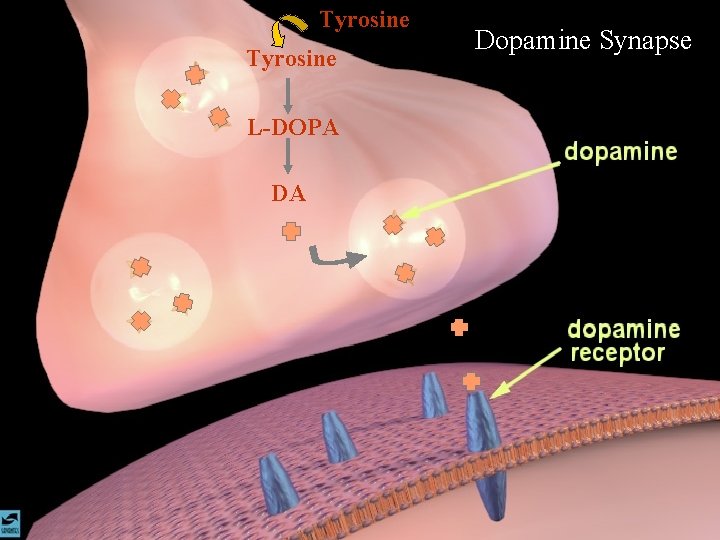 Tyrosine L-DOPA DA Dopamine Synapse 