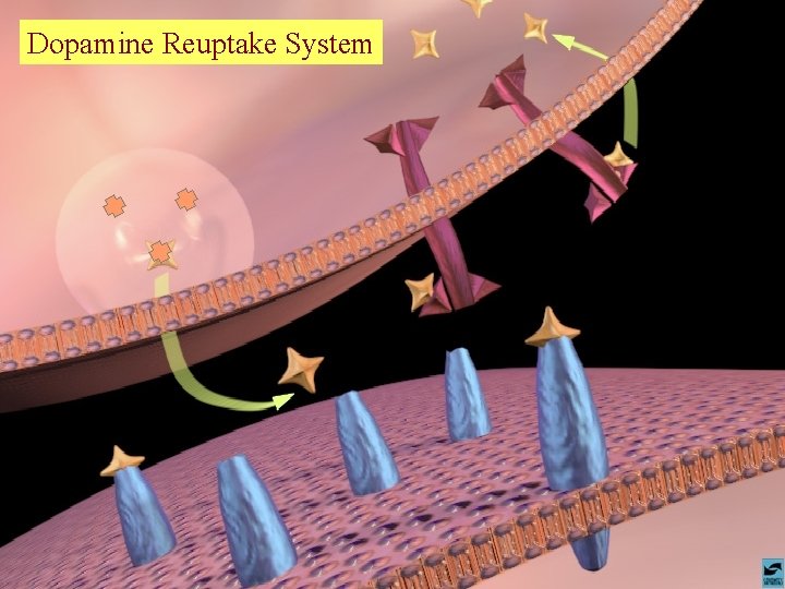 Dopamine Reuptake System 