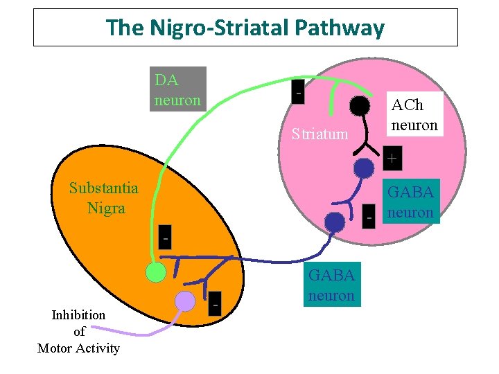 The Nigro-Striatal Pathway DA neuron Striatum ACh neuron + Substantia Nigra GABA - neuron