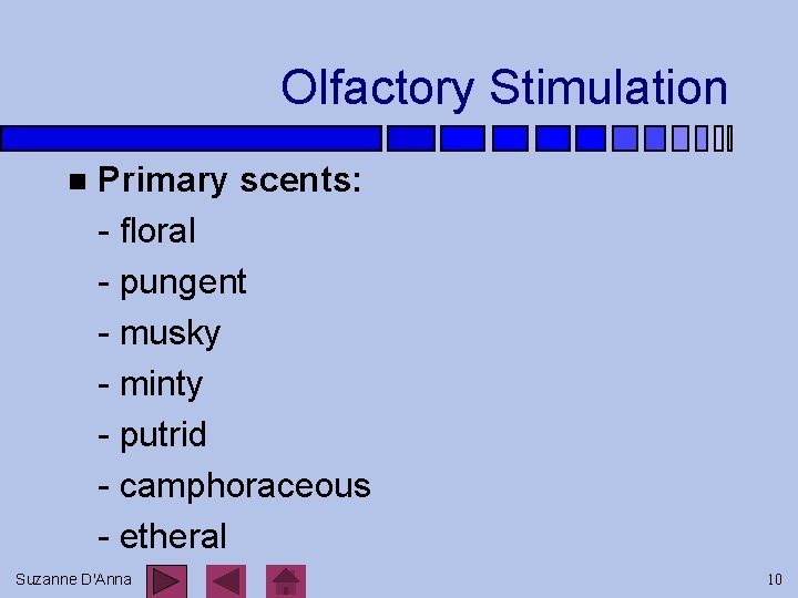 Olfactory Stimulation n Primary scents: - floral - pungent - musky - minty -
