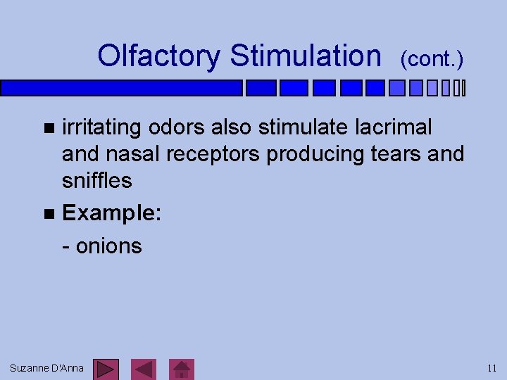 Olfactory Stimulation (cont. ) irritating odors also stimulate lacrimal and nasal receptors producing tears