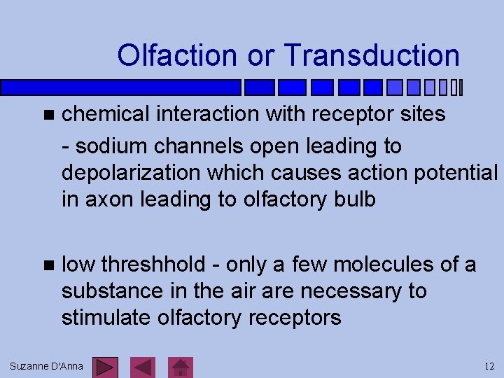 Olfaction or Transduction n chemical interaction with receptor sites - sodium channels open leading