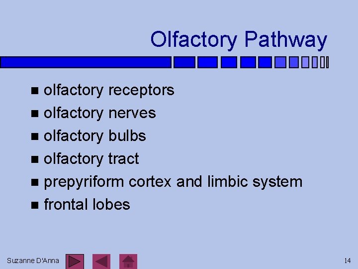 Olfactory Pathway olfactory receptors n olfactory nerves n olfactory bulbs n olfactory tract n