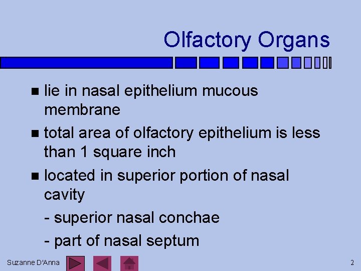 Olfactory Organs lie in nasal epithelium mucous membrane n total area of olfactory epithelium