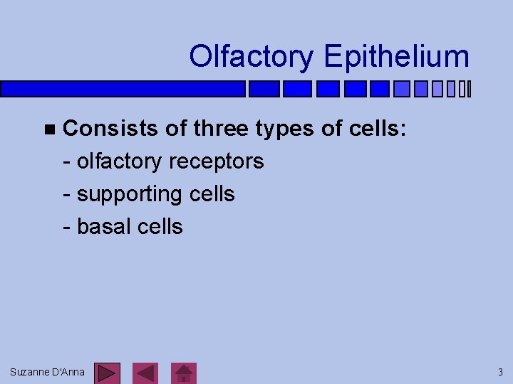 Olfactory Epithelium n Consists of three types of cells: - olfactory receptors - supporting