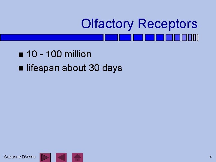Olfactory Receptors 10 - 100 million n lifespan about 30 days n Suzanne D'Anna