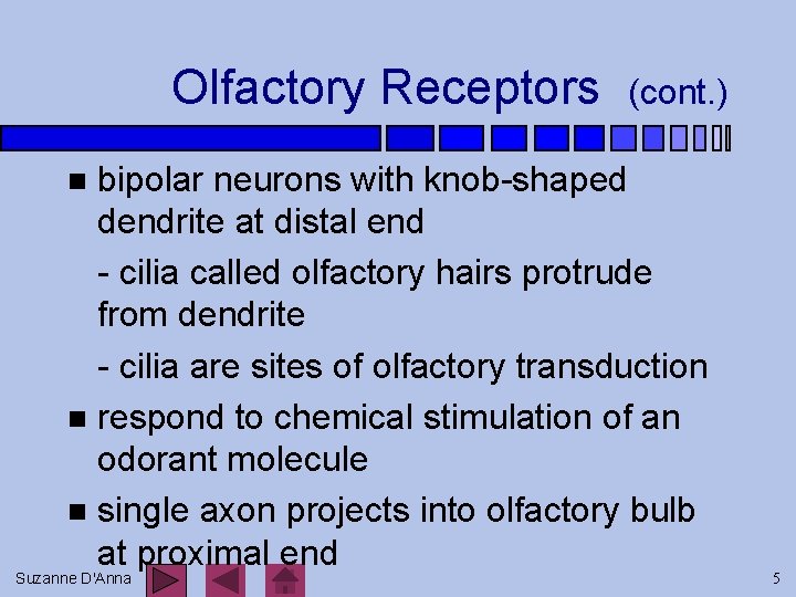Olfactory Receptors (cont. ) bipolar neurons with knob-shaped dendrite at distal end - cilia
