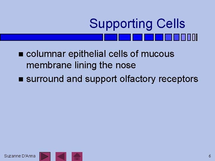 Supporting Cells columnar epithelial cells of mucous membrane lining the nose n surround and