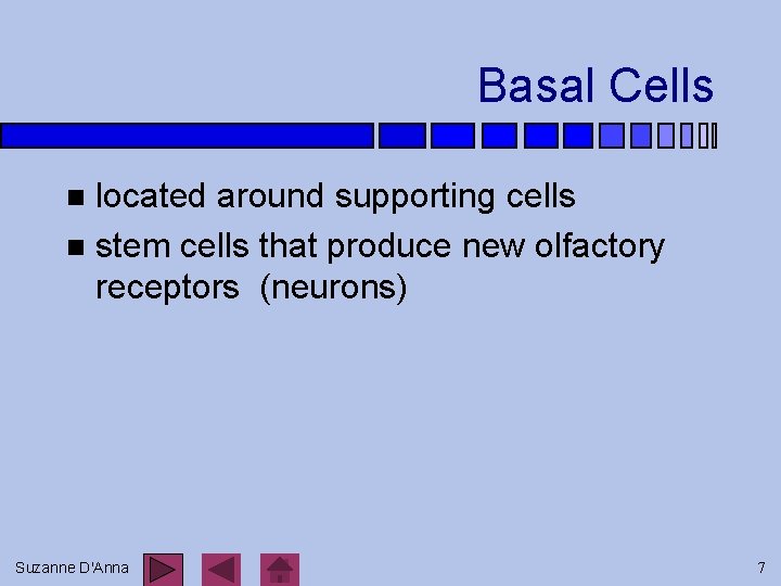 Basal Cells located around supporting cells n stem cells that produce new olfactory receptors