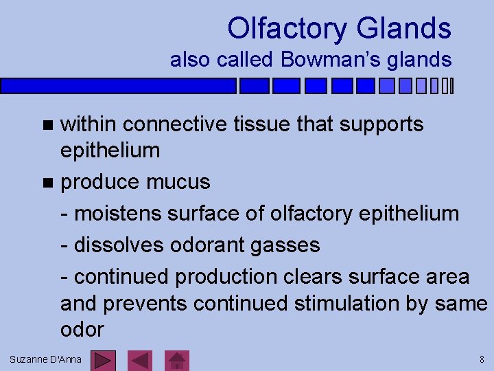 Olfactory Glands also called Bowman’s glands within connective tissue that supports epithelium n produce