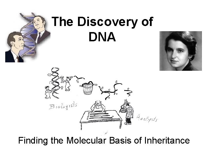 The Discovery of DNA Finding the Molecular Basis of Inheritance 