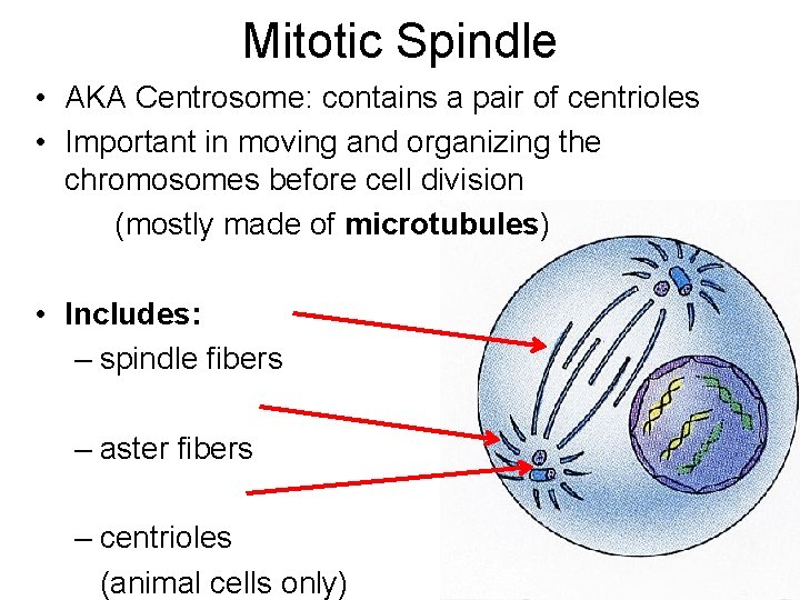 Mitosis Quick Review During Interphase the cell carries