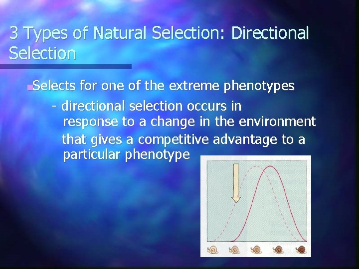 3 Types of Natural Selection: Directional Selection ■Selects for one of the extreme phenotypes