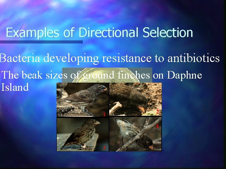 Examples of Directional Selection Bacteria developing resistance to antibiotics The beak sizes of ground