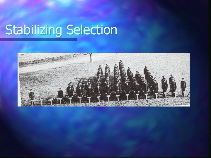 Stabilizing Selection 