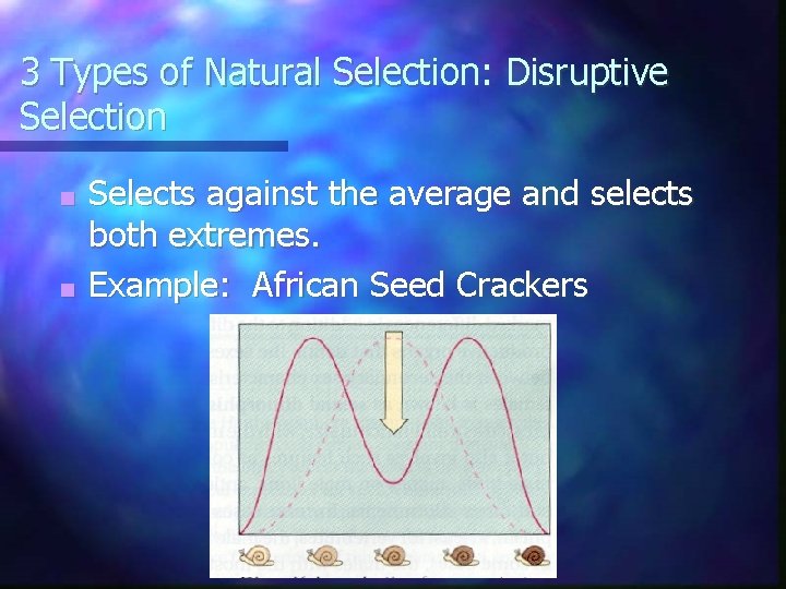 3 Types of Natural Selection: Disruptive Selection Selects against the average and selects both