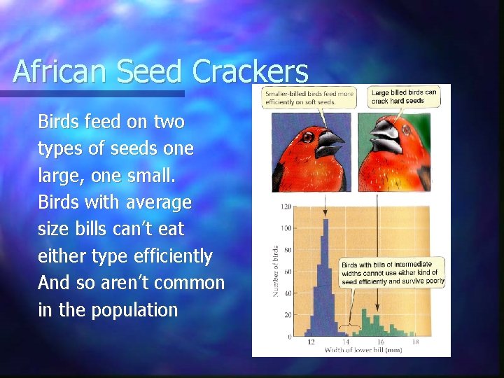 African Seed Crackers Birds feed on two types of seeds one large, one small.