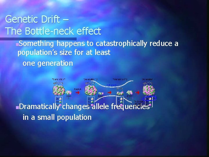 Genetic Drift – The Bottle-neck effect ■Something happens to catastrophically reduce a population’s size