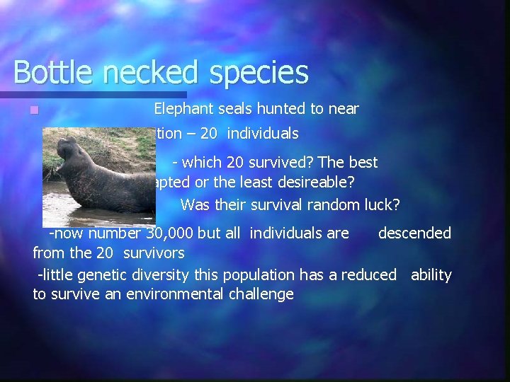 Bottle necked species ■ Elephant seals hunted to near extinction – 20 individuals -