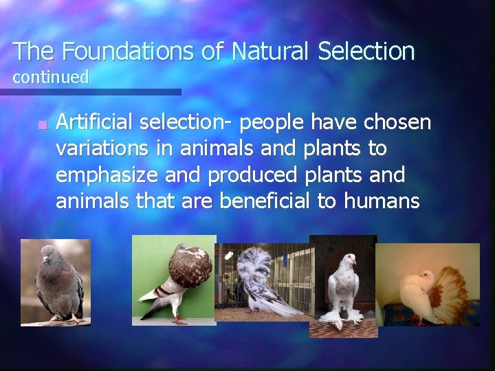 The Foundations of Natural Selection continued ■ Artificial selection- people have chosen variations in