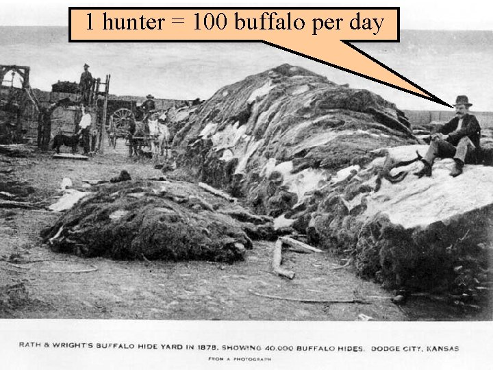 1 hunter = 100 buffalo per day 