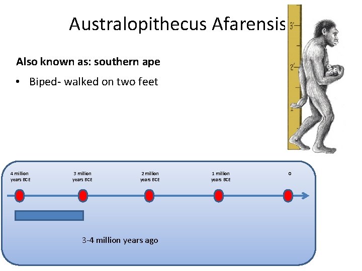Australopithecus Afarensis Also known as: southern ape • Biped- walked on two feet 4